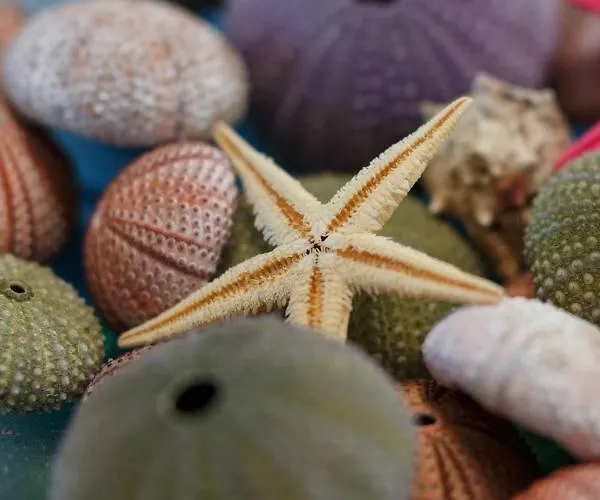 Dom wakacyjny Into The Blue